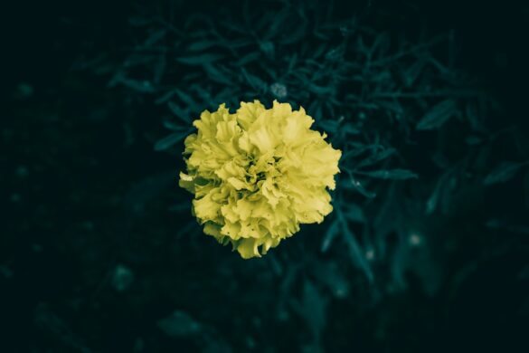 Photo Negative impact