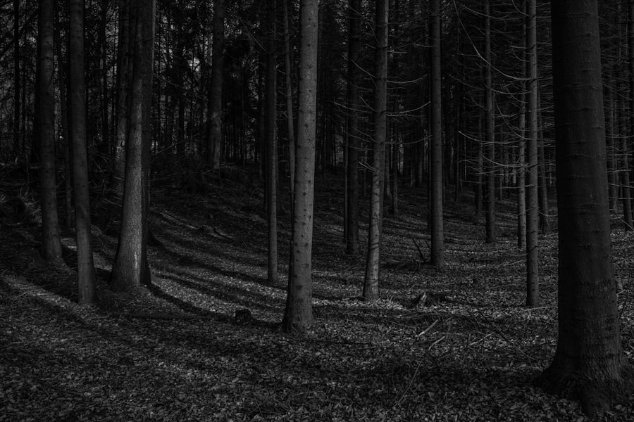 Photo Dark forest