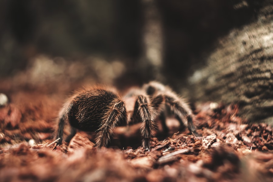 phobia